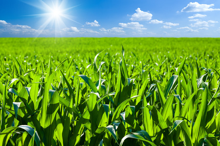 cornfield, outdoor, sunlight, soil, agriculture, green, spring, earth, cloud, sprout, row, farmland, day, tillage, germs, agrarian, leaf, field, culture, growing, summer, maize, farm, ploughed, springtime, furrow, landscaped, plantation, farming, stem, agの写真素材