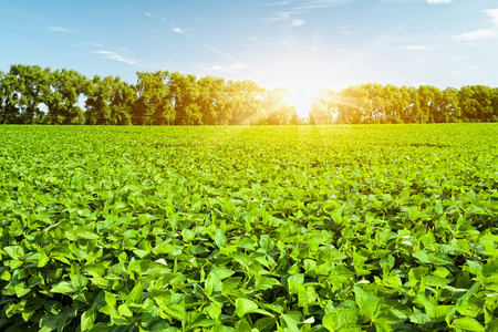 Soybean fieldの写真素材