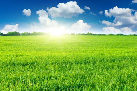Green fieldの写真素材