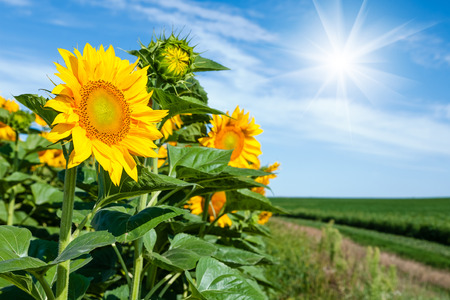 Summer landscapeの写真素材
