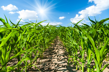 Corn fieldの写真素材