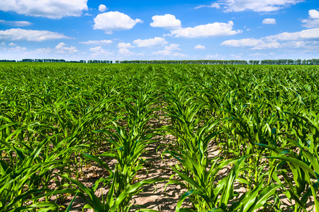 Corn fieldの写真素材