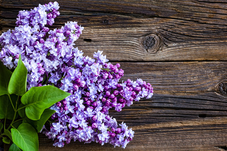 Lilac flowersの写真素材