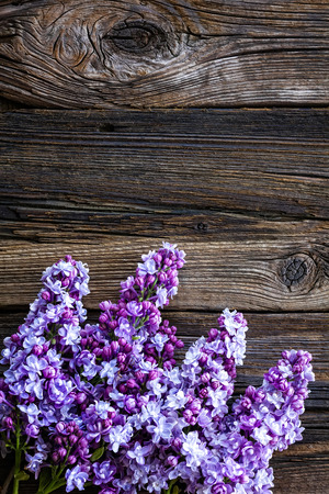 Lilac flowersの写真素材