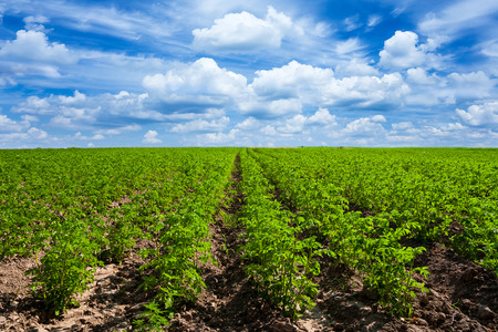Potato fieldの写真素材