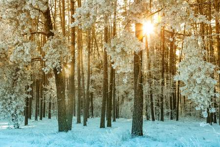 winter forest landscape with snow and sunlightの写真素材