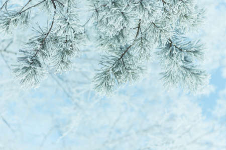 Winter background of pine branches against blue sky and space for a textの写真素材