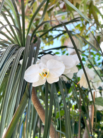 mobile phone app flower display abstract textured screen sale market wall photoの写真素材