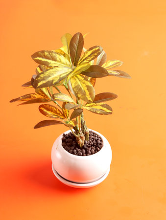 pot leaf herbs kitchen plant gardening nature farming background ingredient kitchen tree nature art