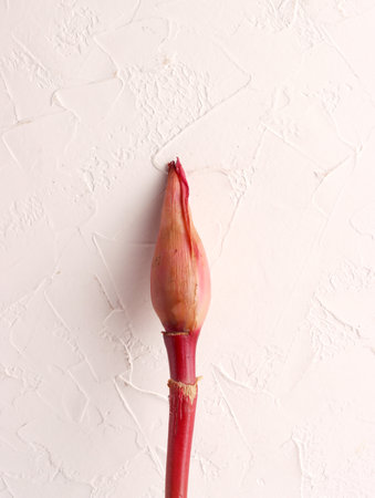 kecombrang honje floral exotic ingredients species plant seasoning flavoring asian aroma herbal pink