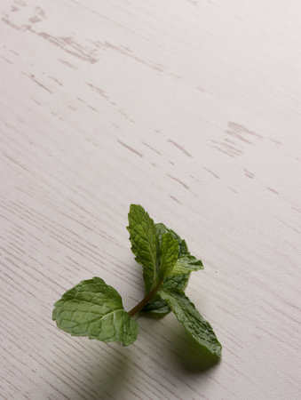 fresh mint leaves peppermint spice leaf plant antioxidant vegan business photo health herb food artの写真素材