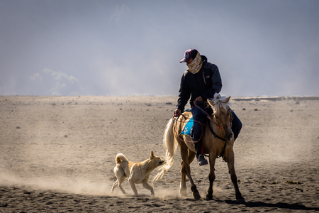 Bromo, Indonesia - June 15th, 2018 : A dog chases and bites the horse tail of a horse rider at Bromoのeditorial素材