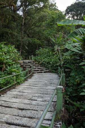 Scenic pathway in the middle of the wood of Gede Pangrango Mountainの写真素材