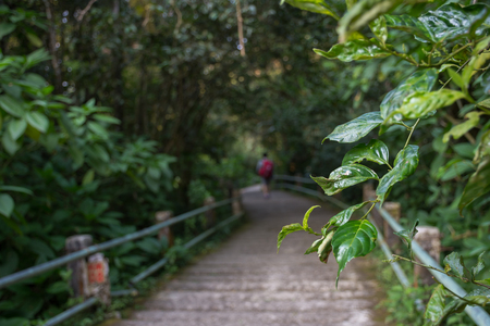 A blurry man walking through pathway in the middle of the wood of Gede Pangrango Mountainの写真素材