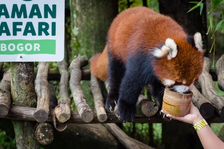 Bogor, Indonesia - December 22, 2018 : Red Panda from Bogor Safari Park which is specially brought from China enjoying the food provided by visitors.のeditorial素材
