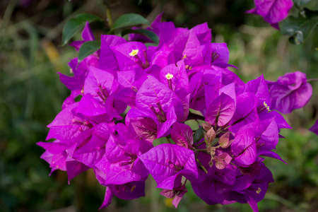 Beautiful close up violet flower at the foot of Gede Pangrango Mountainの写真素材