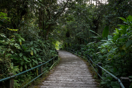 Scenic pathway in the middle of the wood of Gede Pangrango Mountainの写真素材