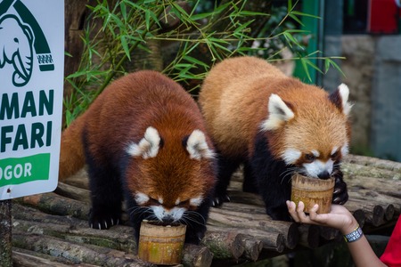 Bogor, Indonesia - December 22, 2018 : Two red pandas from Bogor Safari Park that are specially brought from China are enjoying the food provided by visitors.のeditorial素材