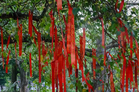 Semarang, Indonesia - December 3, 2017 : The Bodhi Tree at the Vihara Buddhagaya Watugong. Vihara Buddhagaya is Buddhist temple located in Semarang, Indonesia.のeditorial素材