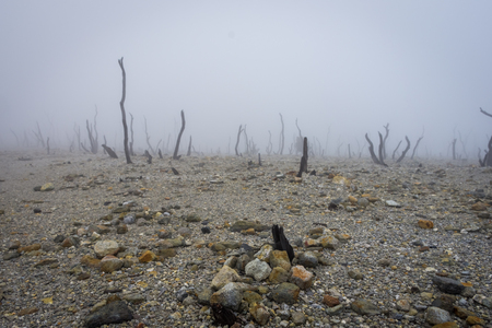 Dead forest of mount Papandayan is the most popular place for tourist. The beauty of heritage of volcanic eruption on the past. Papandayan Mountain is one of the favorite place to hike on Garut.の写真素材