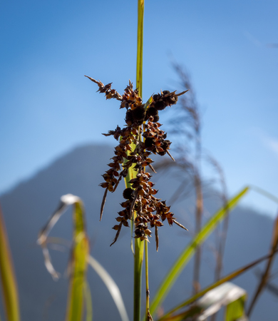 A close up of beautiful plant on mountainの写真素材