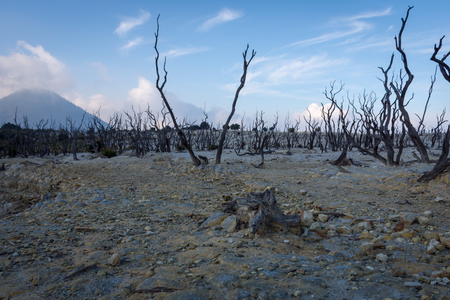 Dead forest of mount Papandayan is the most popular place for tourist. The beauty of heritage of volcanic eruption on the past. Papandayan Mountain is one of the favorite place to hike on Garut.の写真素材