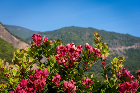 A Close up of red flower on mountain. Beautiful landscape of mount Papandayan. Papandayan Mountain is one of the favorite place to hike on Garut.の写真素材
