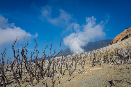 Dead forest of mount Papandayan is the most popular place for tourist. The beauty of heritage of volcanic eruption on the past. Papandayan Mountain is one of the favorite place to hike on Garut.の写真素材