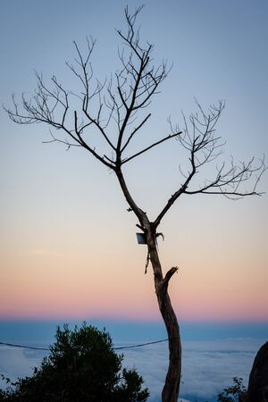 A silhouette of tree with colorful sunset or sunrise sky on campsite 7. Raung is the most challenging of all Javaâs mountain trails, and the most active volcanoes on the island of Java in Indonesia.の写真素材