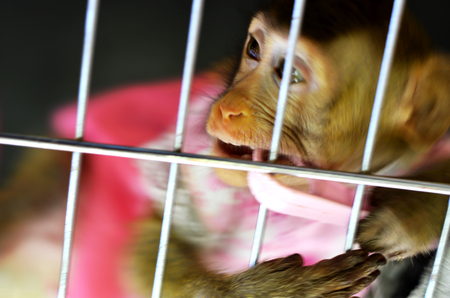 a monkey in captivity, expressions of sadness and hatredの写真素材