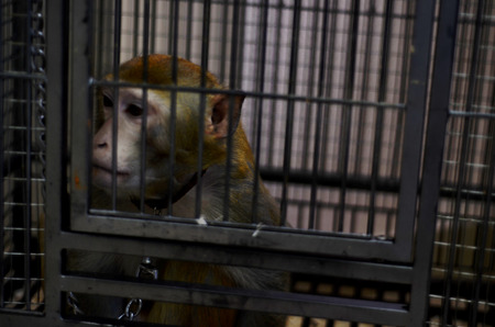 a monkey in captivity, expressions of sadness and hatredの写真素材