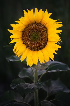 yellow sunflower in front and solo closeupの写真素材