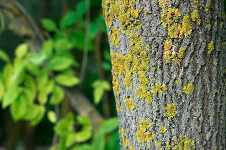 Old rough wood gray natural wooden abstract background. Wood. Close-up of texturedの写真素材
