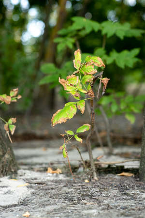 A small tree grows out of the ground in a large forest. High quality photo