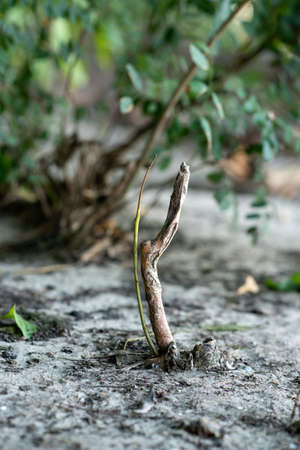 A small tree grows out of the ground in a large forest. High quality photoの写真素材