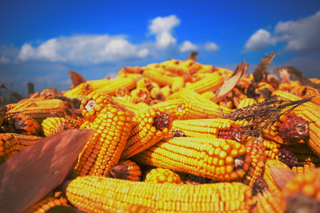 Corn