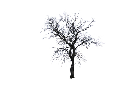Isolated tree. One winter tree isolated on awhite backgroundの写真素材