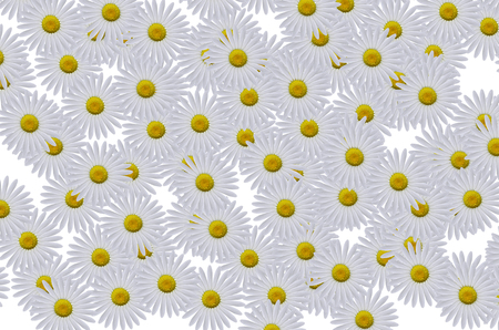 Isolated chamomile. A group of fresh camomiles isolated on a white background.の写真素材