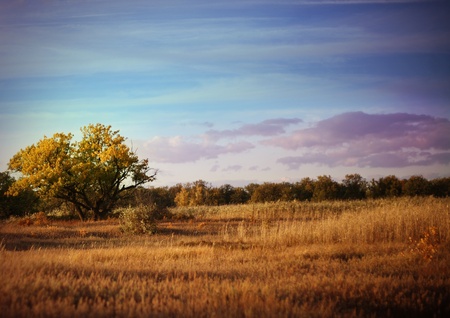 Lonely tree in steppeの写真素材