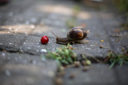 The snail creeps to a cherry (high depth of sharpness)の写真素材