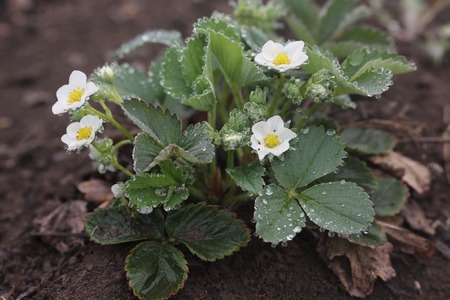 bush blossoming strawberry covered with dew dropsの写真素材