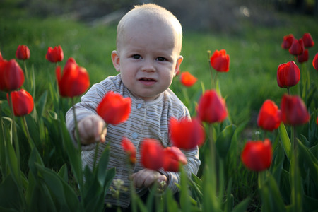 little boy sitting in a bed of red tulipsの写真素材