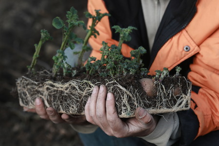 A man holds a peat briquette sprouted potatoes