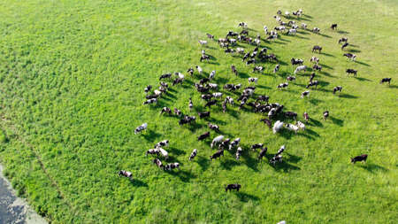 Herd of cows on a green meadow grazing in comfortable weather in summer. Animals enjoy the sunlight and freedom near the river with clean, cool water. Concept of agribusiness. Aerial viewの写真素材