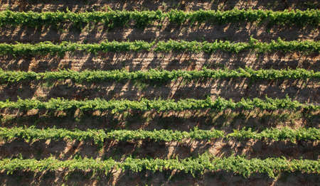 Aerial view of parallel symmetrical rows of vine bushes on a plantation on a sunny summer evening. Winemaking concept.の写真素材