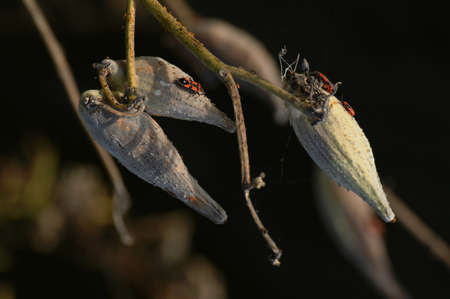 The confusion and the battle of the insect for survival. Dried fruits that hang.  Insects on the fruits of the sun. Autumn scene in the plain.の写真素材