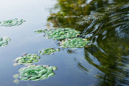 Waves break through the floating plants. Touch with the turbulent surface of the water. Reflection...