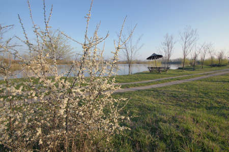 The road on the lake shore. Flowering shrub at the beginning of road. Resting near the lake. Walking and enjoyment  the moments of spring.の写真素材