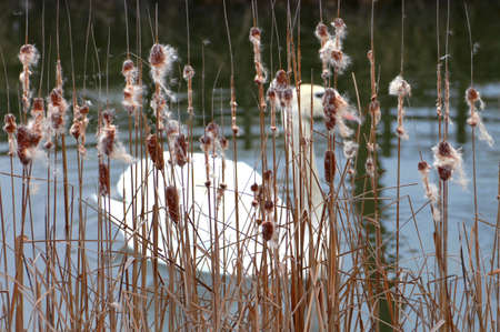 The scene early autumn on the lake. The flowers of the reed are dominant. The wind blows the seeds of the flowers of the reeds. In the background can be seen the shadows of the lake and swans.の写真素材