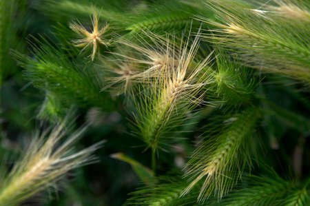 Wild barley in the meadow before the storm. The wild barley flowers are intertwined in the wind. There is a mess and confusion. The peace of ripening is upset.の写真素材